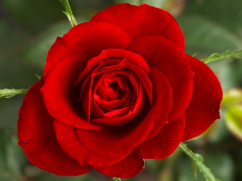 small_red_rose